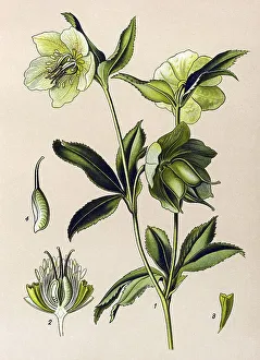 Historic illustration, Green Hellebore (Helleborus viridis)