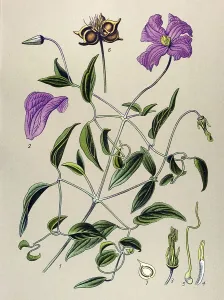 Historic illustration, Italian Clematis (Clematis viticella)