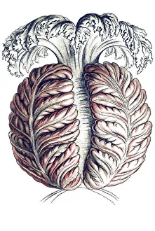 Historic illustration, Jellyfish (Anthomedusae)
