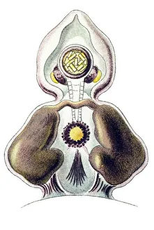 Historic illustration, Jellyfish (Peromedusae)