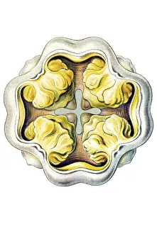 Historic illustration, Jellyfish (Peromedusae)