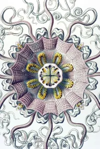 Historic illustration, Jellyfish (Peromedusae)