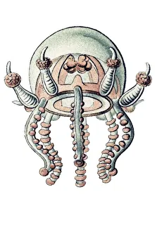 Historic illustration, Jellyfish (Trachymedusae)