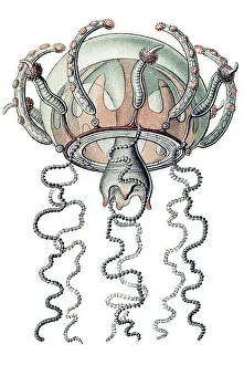 Historic illustration, Jellyfish (Trachymedusae)
