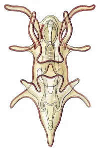 Historic illustration, larvae and developmental steps of a Sea Star (Asterias)