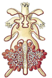 Historic illustration, larvae and developmental steps of a Sea Star (Asterias)