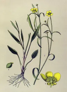 Historic illustration, Lesser Spearwort (Ranunculus flammula)