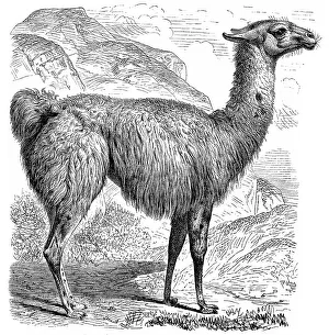 Historic illustration of a llama (Llama glama)