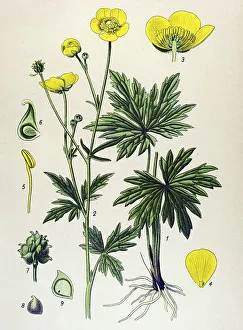 Historic illustration, Meadow Buttercup (Ranunculus acris)