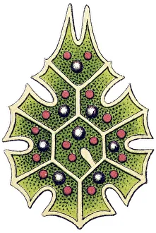 Historic illustration, Melethallia (Melethallia)