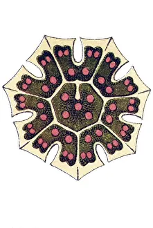 Historic illustration, Melethallia (Melethallia)