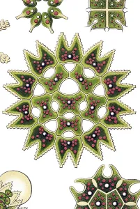 Historic illustration, Melethallia (Melethallia)