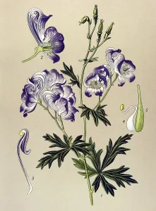 Historic illustration, Monkshood (Aconitum variegatum)