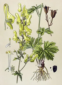 Historic illustration, Northern Wolfsbane (Aconitum lycoctonum)
