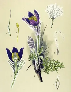 Historic illustration, Pasque Flower (Anemone pulsatilla)