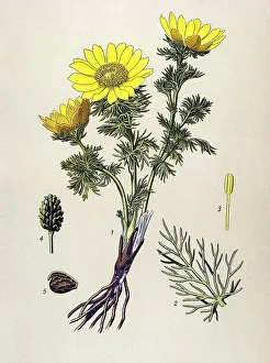 Historic illustration, Pheasant's Eye (Adonis vernalis)