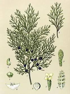 Historic illustration, Savin Juniper (Juniperus sabina)