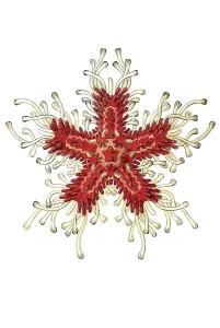 Historic illustration, Sea Star (Asteria rubens)
