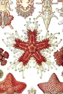 Historic illustration, Sea Star (Asteria rubens)