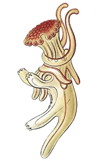 Historic illustration, Sea Star (Asteroidea)