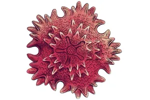 Historic illustration, Sea Star (Asteroidea)