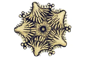 Historic illustration, Sea Star (Asteroidea)