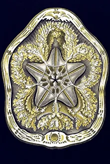 Historic illustration, Sea Urchin (Echinoidea)