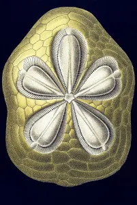 Historic illustration, Sea Urchin (Echinoidea)