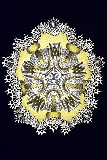 Historic illustration, Sea Urchin (Echinoidea)
