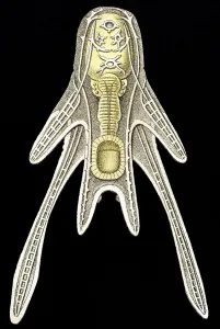 Historic illustration, Sea Urchin (Echinoidea)