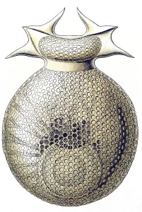 Historic illustration, tablet 1