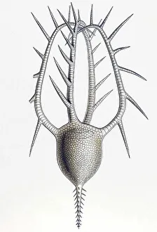 Historic illustration, tablet 1