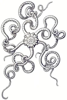 Historic illustration, tablet 10