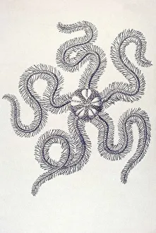 Historic illustration, tablet 10
