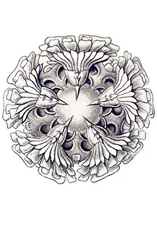 Historic illustration, tablet 10