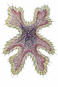 Historic illustration, tablet 11