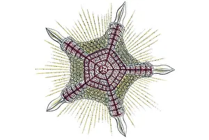 Historic illustration, tablet 11