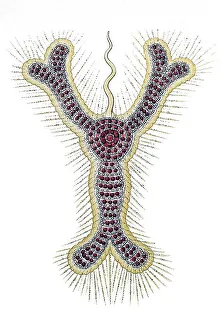 Historic illustration, tablet 11