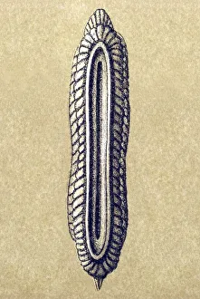 Historic illustration, tablet 12