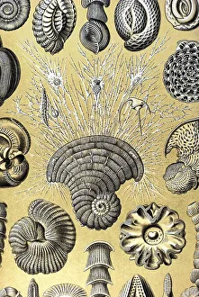 Historic illustration, tablet 12