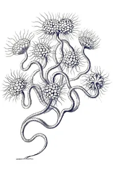 Historic illustration, tablet 13