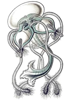 Historic illustration, tablet 16