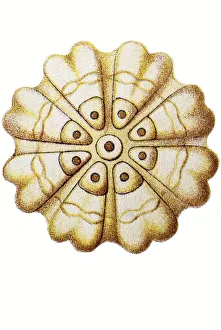 Historic illustration, tablet 17