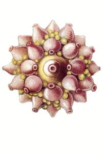 Historic illustration, tablet 17