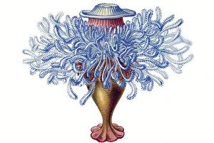 Historic illustration, tablet 17