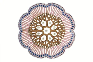 Historic illustration, tablet 17