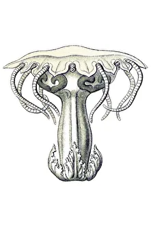 Historic illustration, tablet 18