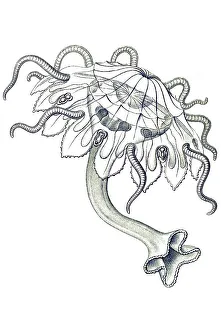 Historic illustration, tablet 18