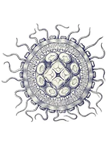 Historic illustration, tablet 18