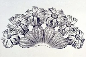 Historic illustration, tablet 19